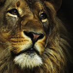 Морда льва, смотрящего вдаль, автор kattfloka