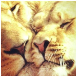 Лев и львица нежатся