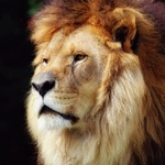 Лев, царь зверей во всей красе
