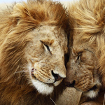 Нежащиеся друг с другом львы