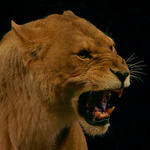 Разъярённая львица