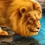 Лев на водопое