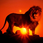 Лев на фоне восходящего солнца