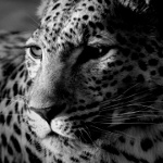  <b>Леопард</b> (13) 