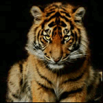  Тигр с <b>горящими</b> глазами 