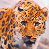  <b>Леопард</b> (17) 