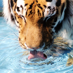  Тигр <b>пьет</b> воду 