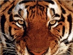  Тигр с <b>умными</b> глазами 