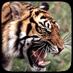  Тигр с открытой <b>пастью</b> 