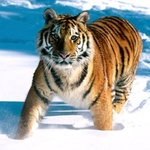  Тигр <b>шагает</b> по снегу 