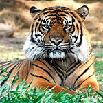  Тигр <b>лежит</b> в зеленой траве 