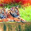 Два  тигра