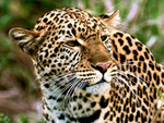  Леопард (<b>14</b>) 