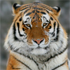 Морда большого рыжего тигра с белым