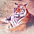  Тигр (<b>20</b>) 