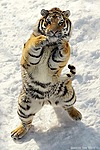 Тигр стоит на задних лапах