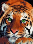Тигр (17)