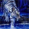Тигр ставит лапу в воду