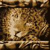  Леопард (<b>16</b>) 