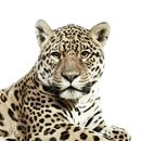 Леопард на белом фоне