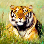  Тигр <b>лежит</b> на траве 