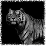  Тигр с блестящими в ночи <b>глазами</b> 