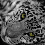 Леопард с разноцветными глазами