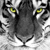 Морда большого тигра с внимательными глазами
