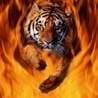 Тигр в огне