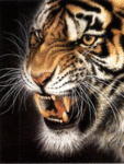 Тигр скалит зубы и рычит