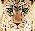  <b>Морда</b> леопарда 