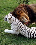 Белый тигр лежит около льва