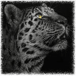 Чёрно-белый рисованный леопард