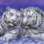  Два <b>белых</b> тигра 