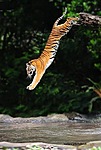 Тигр прыгает с дерева в поток воды