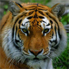Морда большого рыжего тигра с полосками