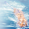  Тигр <b>плывет</b> в воде 