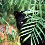 Чёрная пантера притаилась за кустами, лишь поблескивают г...