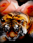 Тигр на фоне роз