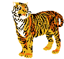 Желто-красный тигр