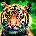 Тигр зажмурил глаза