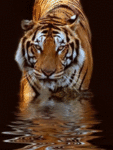 Тигр переходит реку