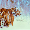 Тигр (19)