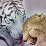 Белый тигр и леопард