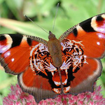 Бабочка. Изображение тигра на крыльях