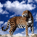 Леопард на фоне неба с облаками