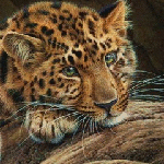 Леопард (9)