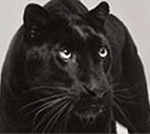 Чёрная пантера, злобно поблескивают глаза