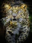 Леопард (6)