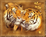 Нежные тигры